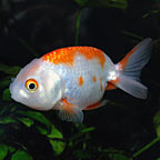 Ranchu Goldfish, Red & White