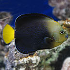 Bluespotted Angelfish