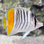 Mertensii Butterflyfish