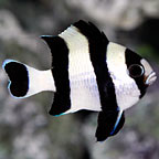 Four Stripe Damselfish 