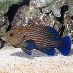 Groupers