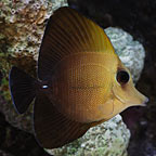 Scopas Tang 