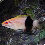 Saddleback Hogfish