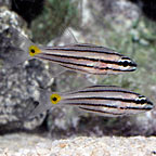 Five Lined Cardinalfish