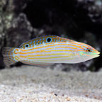 Adorned Wrasse