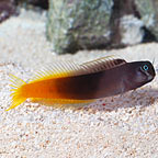 Bicolor Blenny 