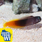 Bicolor Blenny