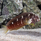 Starry Blenny