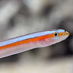 Curious Wormfish