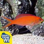 Dispar Anthias