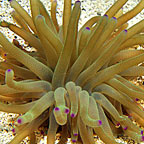 Haitian Reef Anemone