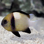 Cloudy Damselfish