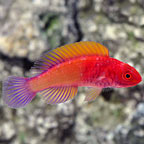 Red Velvet Fairy Wrasse