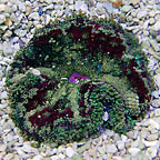Mini Carpet Anemone