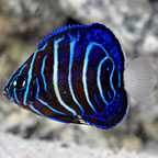 Annularis Angelfish, Juvenile, Captive Bred