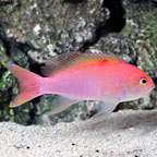 Bali Lunate Anthias