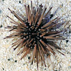 Shortspine Urchin