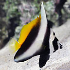 Singular Bannerfish