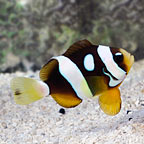 Galaxy Clarkii Clownfish