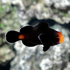 Midnight Ocellaris Clownfish, Captive-Bred