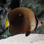 Tahitian Butterflyfish