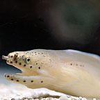 Ghost Eel