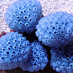 Blue Lollipop Tunicate EXPERT ONLY