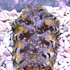 Hippopus Clam - Aquacultured