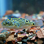 Figure 8 Puffer 