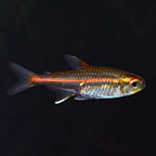 Glowlight Tetra Group