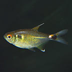 Head and Tail Light Tetra