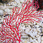 Red Sea Fan