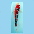 Sanke High Quality Koi, Japan Strain