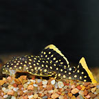 Gold Nugget Plecostomus