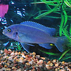 Cobalt Blue Zebra Cichlid 