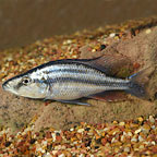 Compressiceps Cichlid