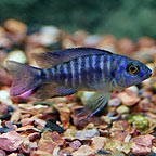 Blue Peacock Cichlid 