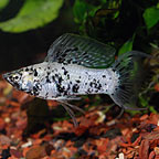 Dalmatian Molly