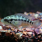 Managuense Cichlid 