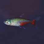 Green Fire Tetra Group