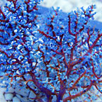 Blue Sea Fan