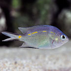 Orange Line Chromis