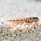 Panamic Barnacle Blenny