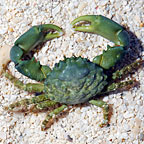 Emerald Crab (Build Your Own Kit)