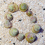 Astraea Turbo Snail (Build Your Own Kit) - 10 Pack