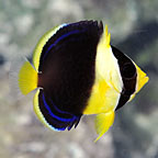 Scribbled Angelfish, Juvenile, Captive-Bred 