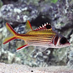 Squirrelfish Marine Fish