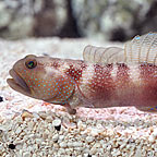 Blue Fin Watchman Goby, Captive-Bred ORA®(discontinued ORA)