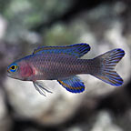 ora captive bred fish
