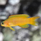 Yellow Assessor Basslet, Captive-Bred ORA®